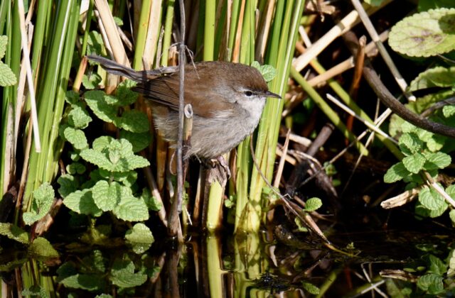 Cetti’s Warbler