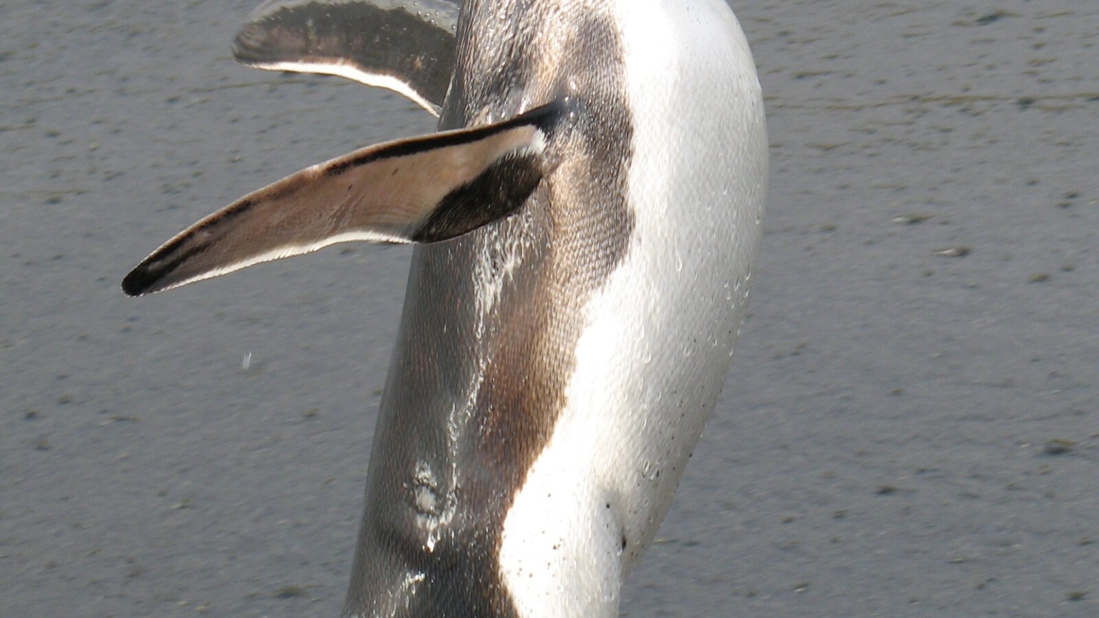 Royal Penguin