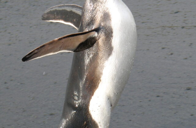 Royal Penguin
