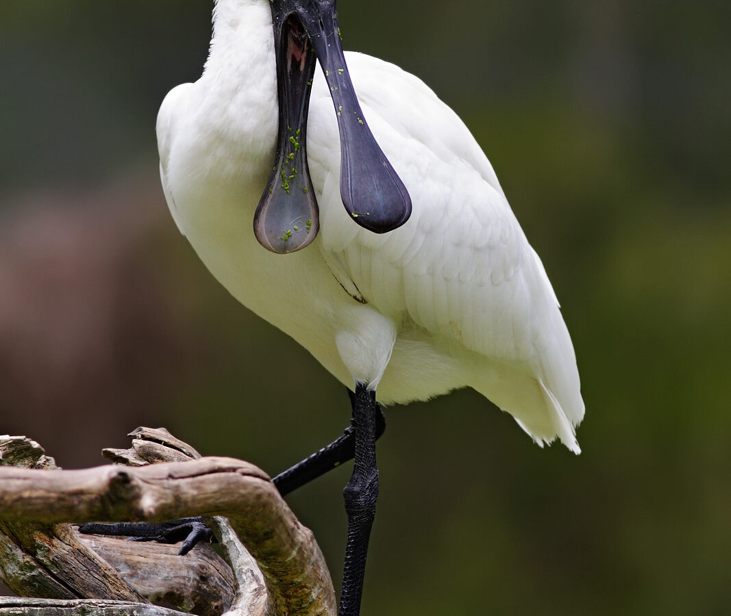 Royal Spoonbill