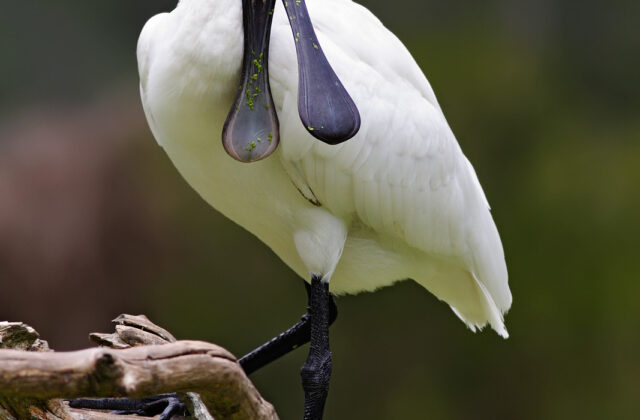 Royal Spoonbill