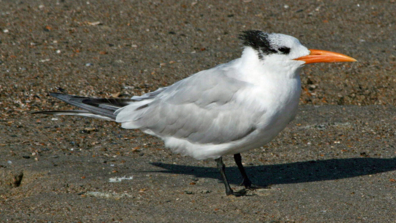 Royal Tern