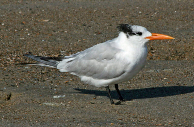 Royal Tern