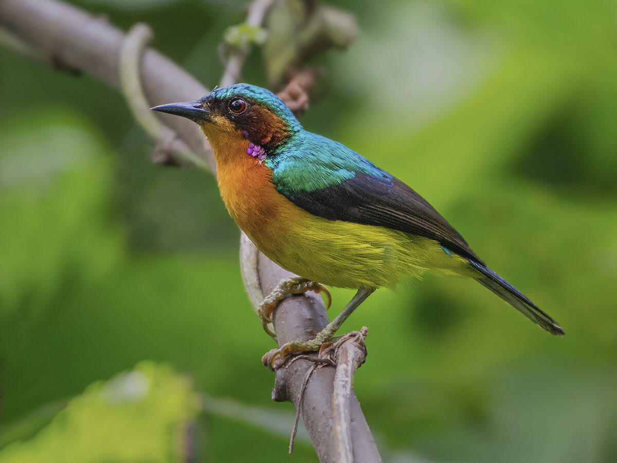 Ruby-cheeked Sunbird