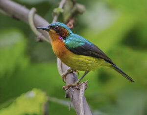 Ruby-cheeked Sunbird