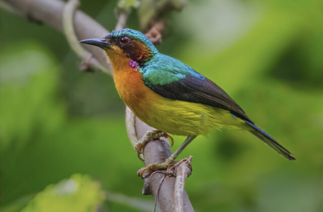 Ruby-cheeked Sunbird