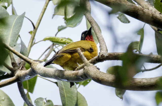 Ruby-throated Bulbul