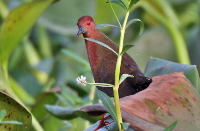 Ruddy-breasted Crake