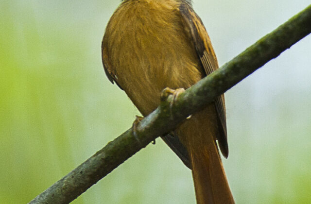 Ruddy-tailed Flycatcher