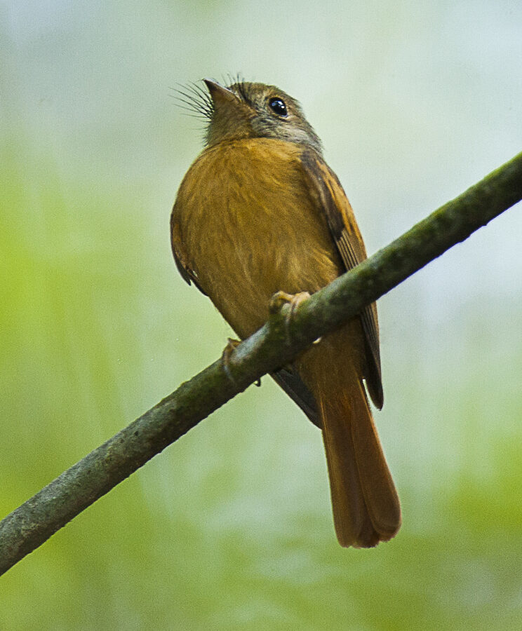 Ruddy-tailed Flycatcher