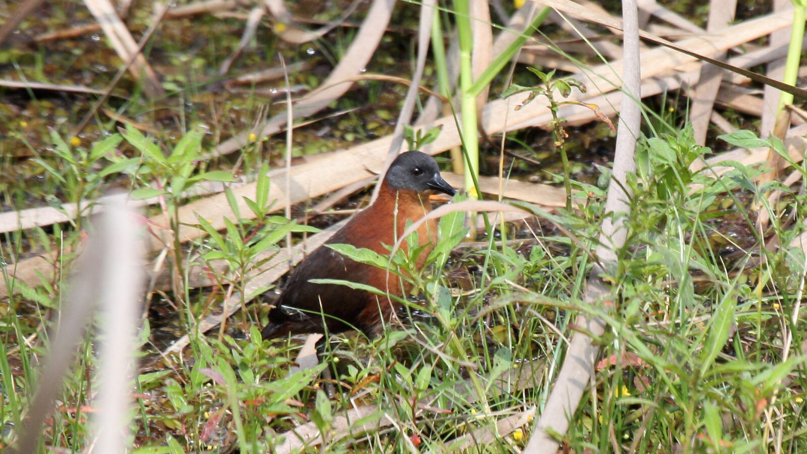 Ruddy Crake