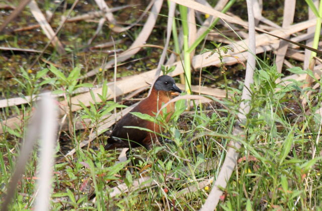 Ruddy Crake
