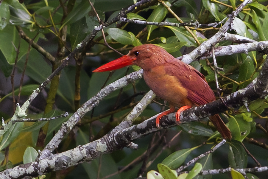 Ruddy Kingfisher