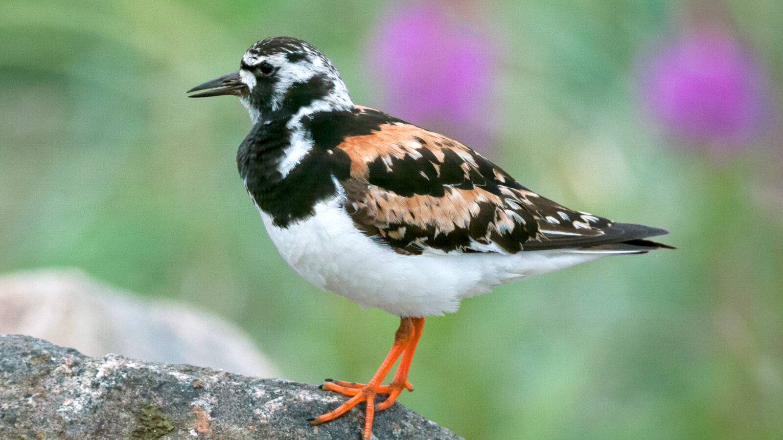 Ruddy Turnstone