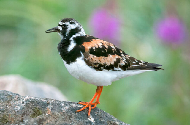 Ruddy Turnstone