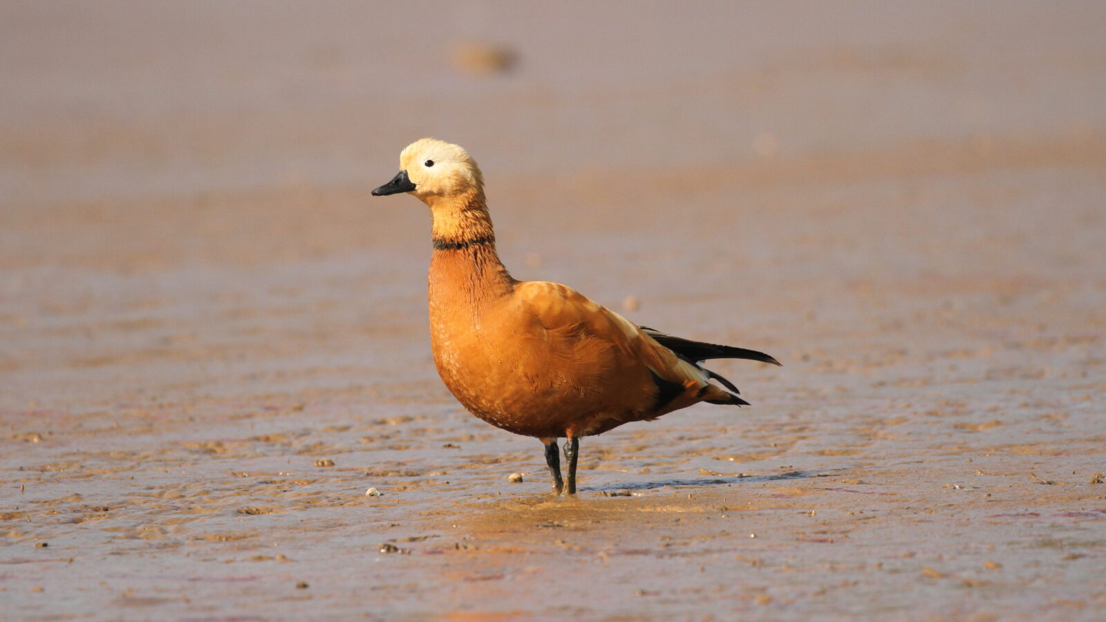 Ruddy Shelduck