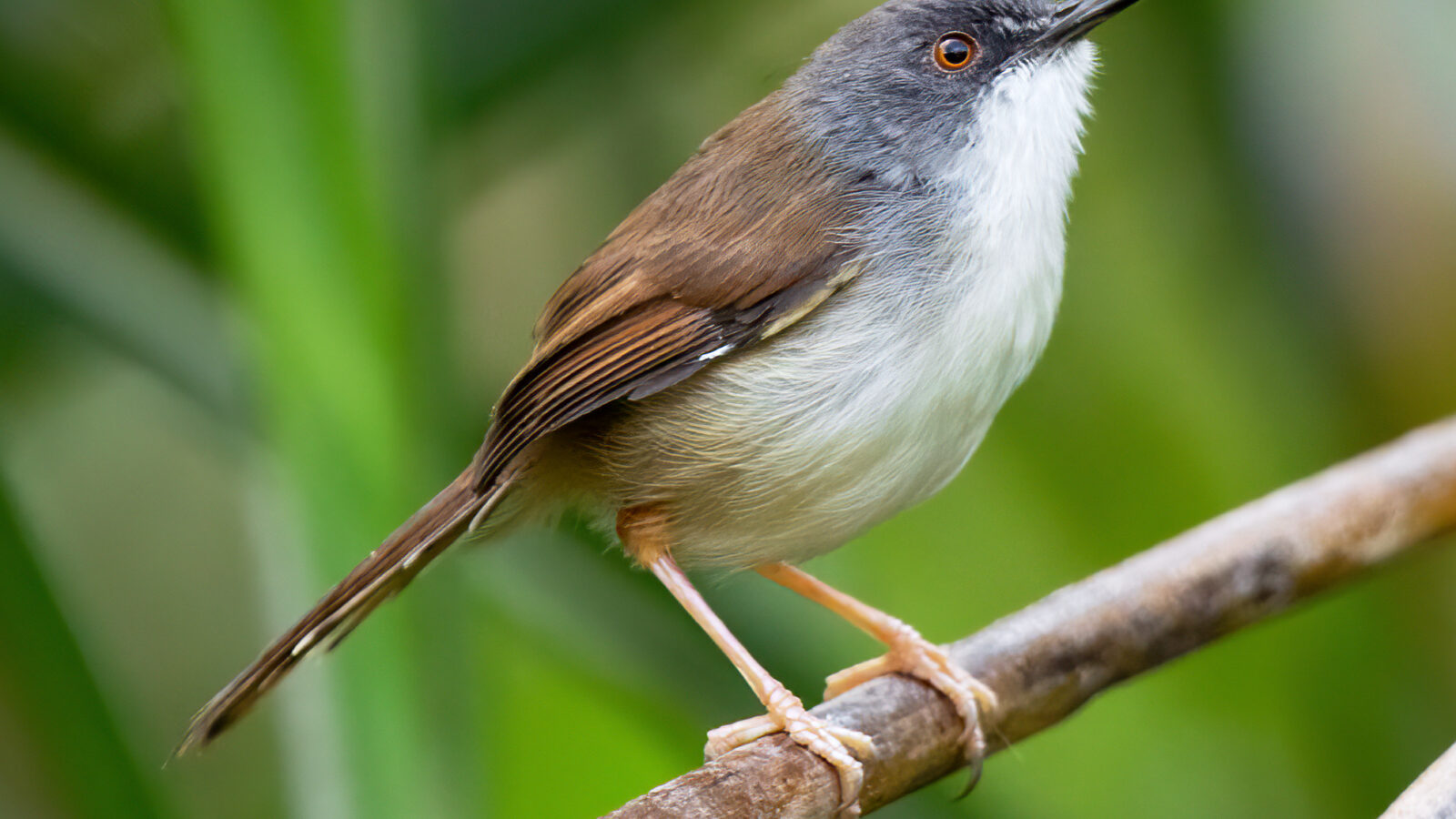 Rufescent Prinia