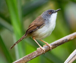 Rufescent Prinia