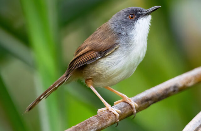 Rufescent Prinia