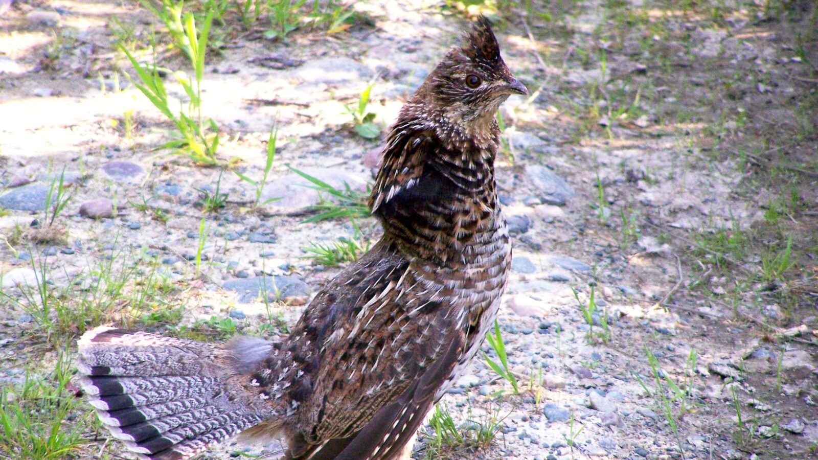 Ruffed Grouse