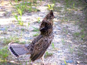 Ruffed Grouse