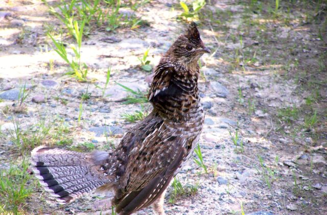 Ruffed Grouse