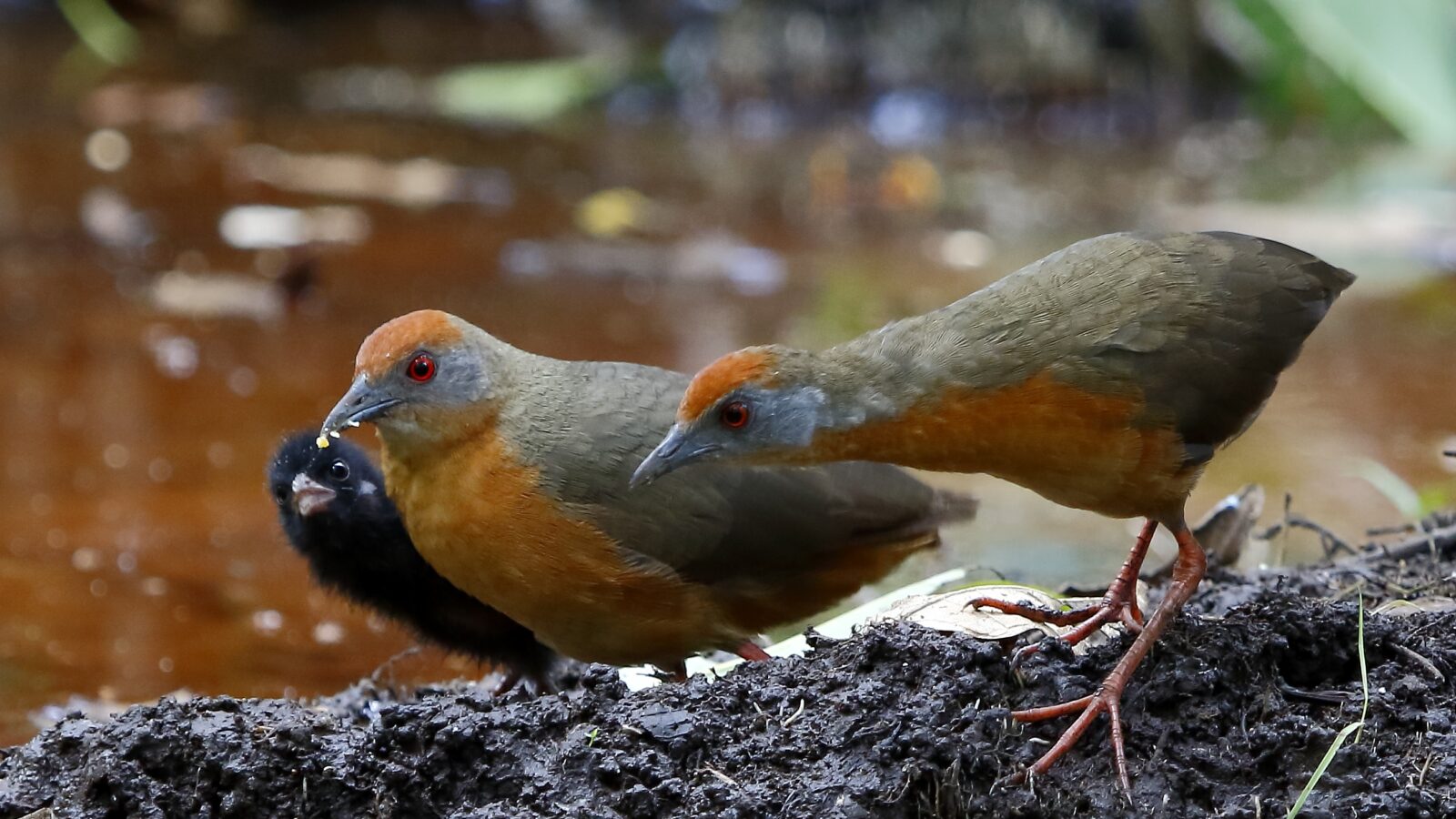 Russet-crowned Crake