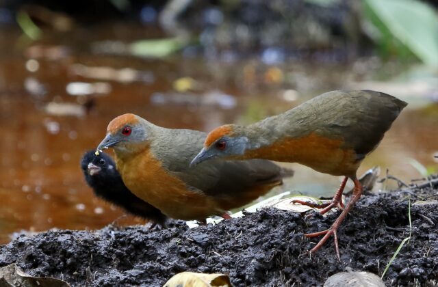 Russet-crowned Crake