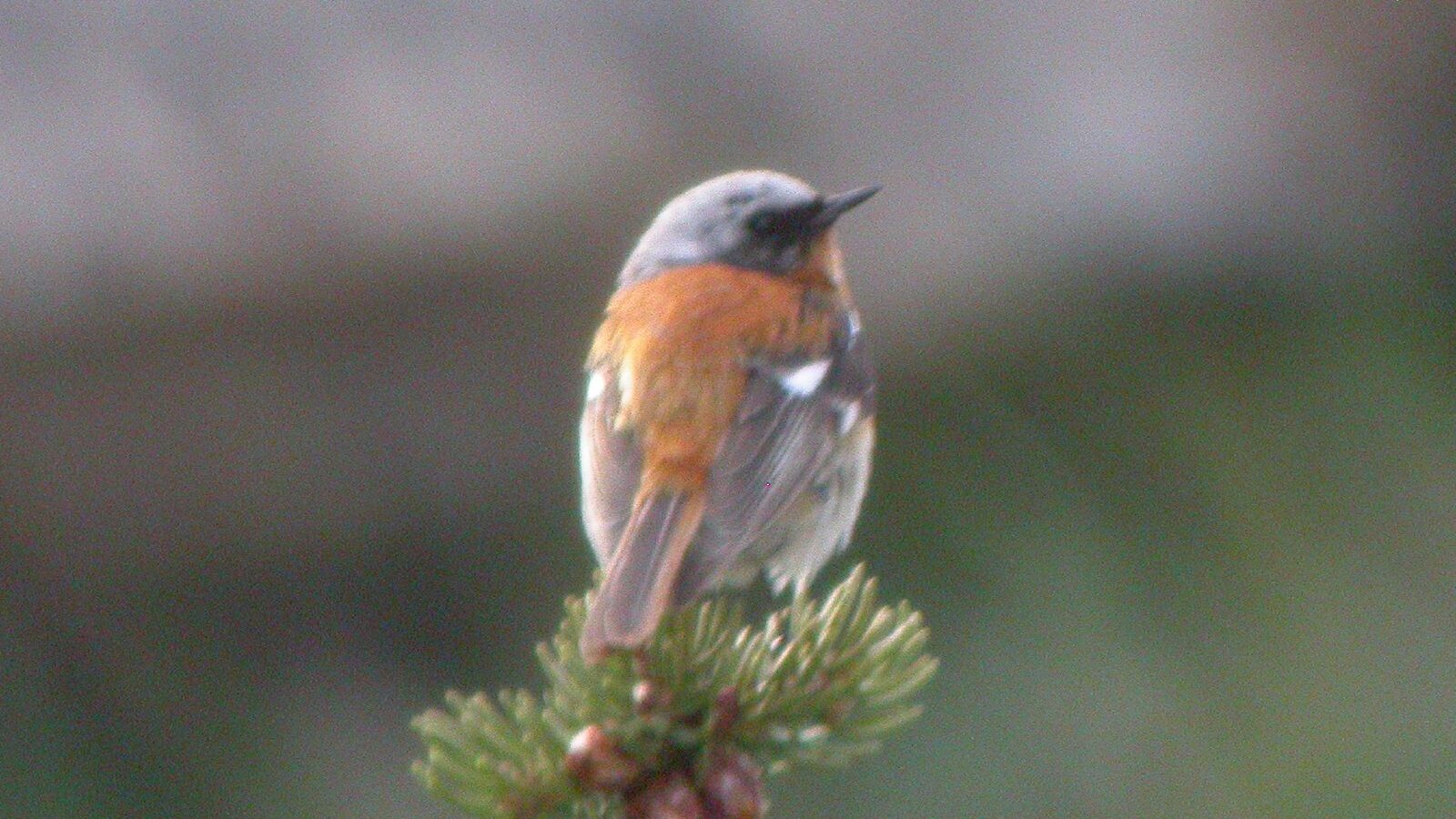 Eversmann’s Redstart