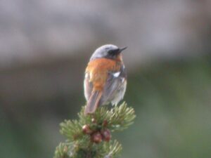 Eversmann’s Redstart