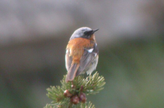 Eversmann’s Redstart