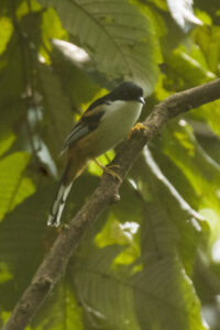 Rufous-backed Sibia