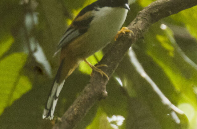 Rufous-backed Sibia