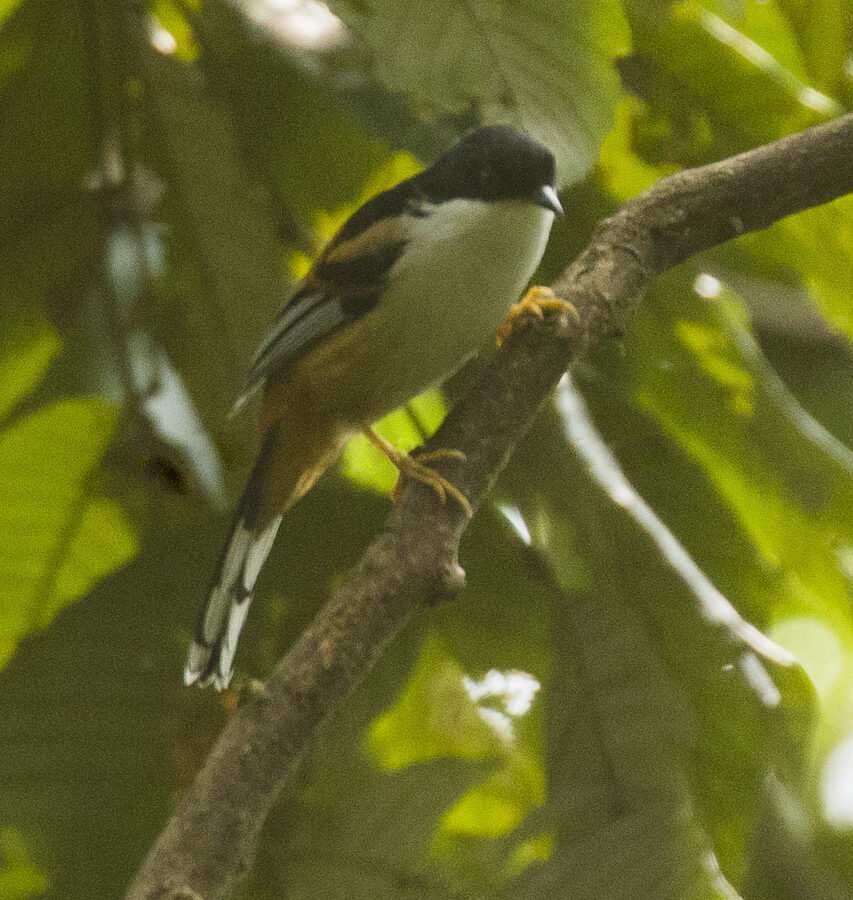 Rufous-backed Sibia
