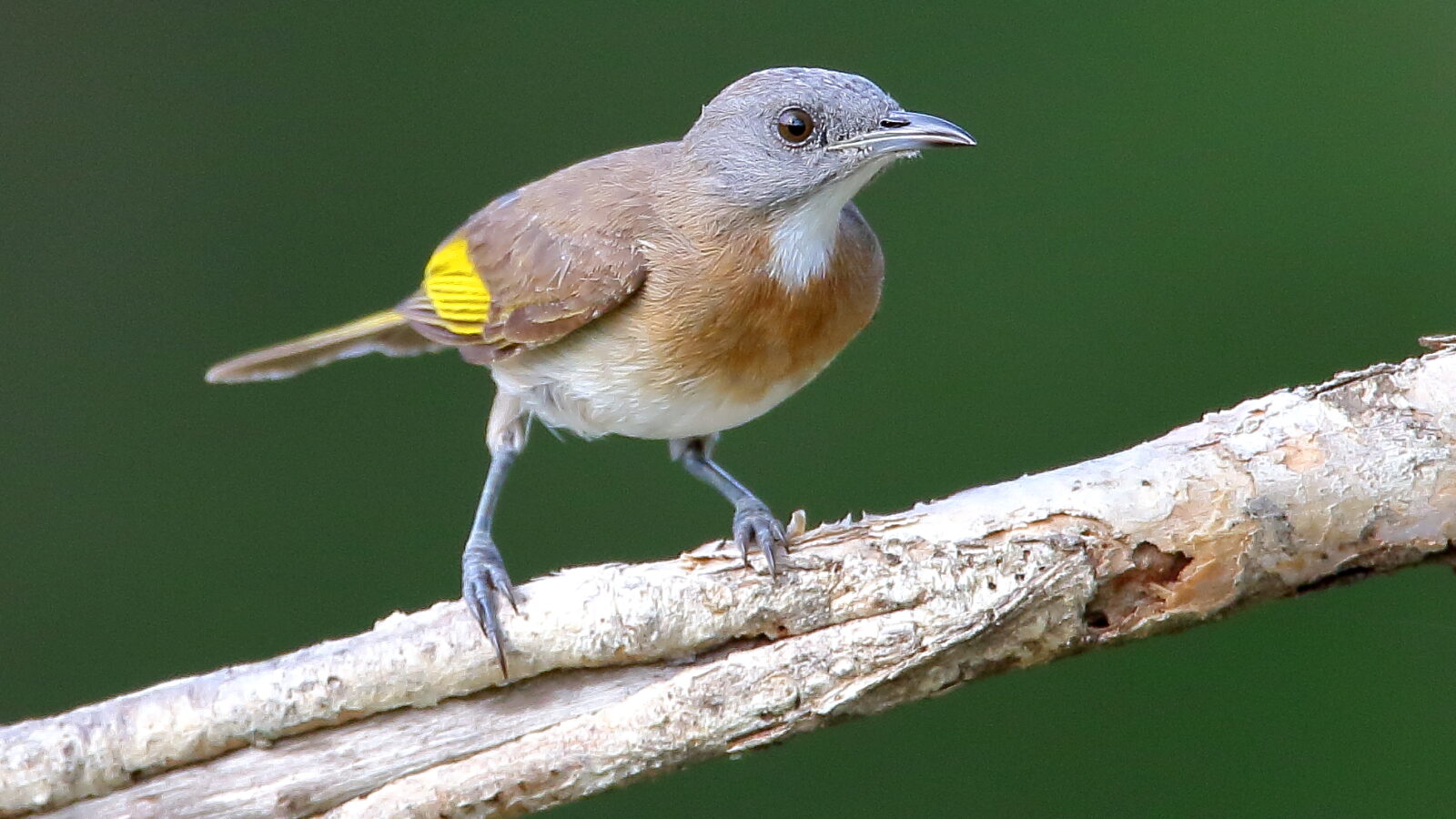 Rufous-banded Honeyeater