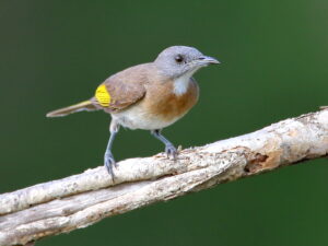 Rufous-banded Honeyeater