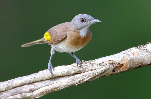 Rufous-banded Honeyeater