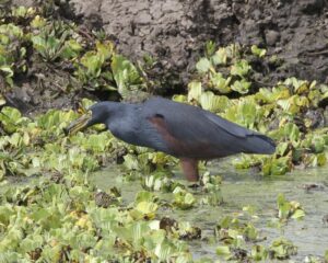 Rufous-bellied Heron