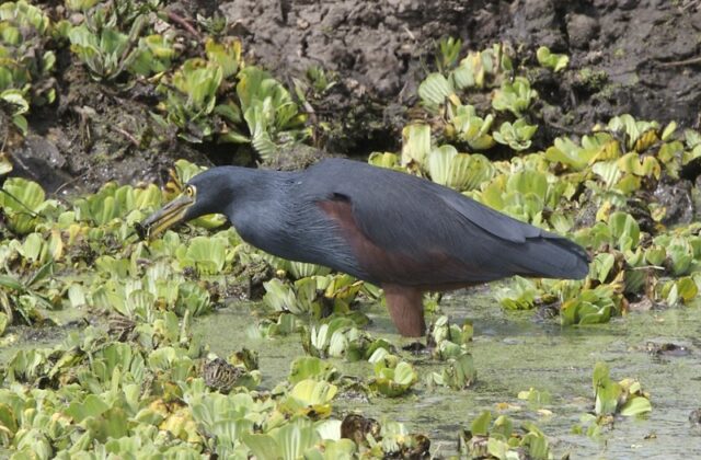 Rufous-bellied Heron