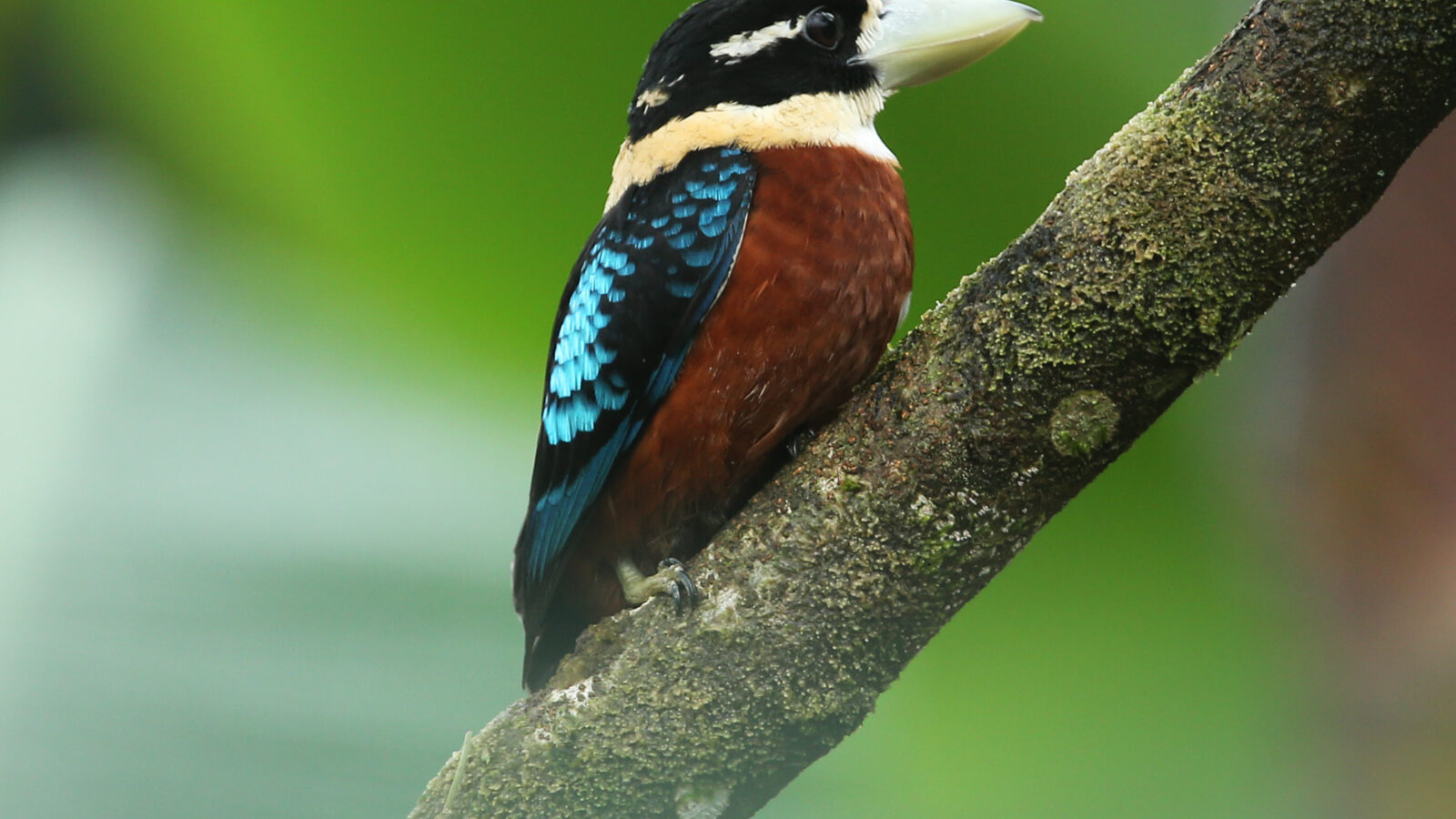 Rufous-bellied Kookaburra