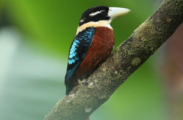 Rufous-bellied Kookaburra