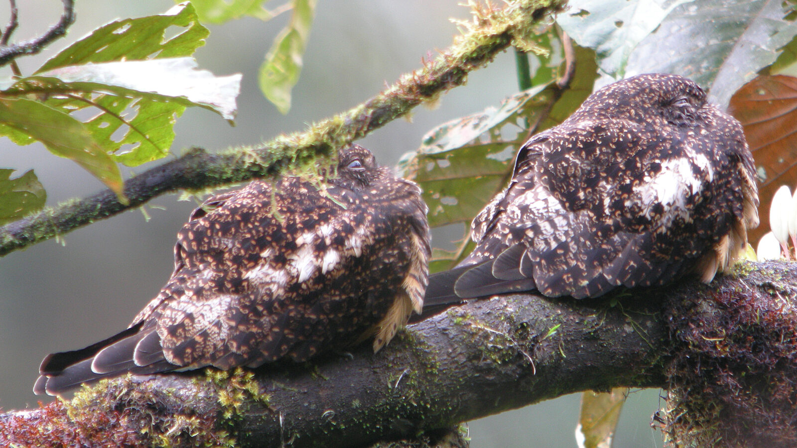 Rufous-bellied Nighthawk