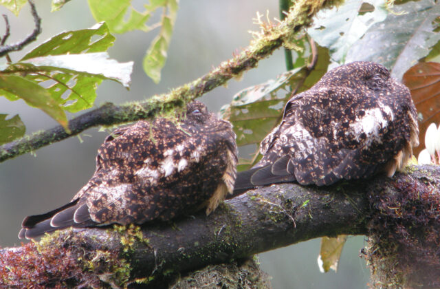 Rufous-bellied Nighthawk