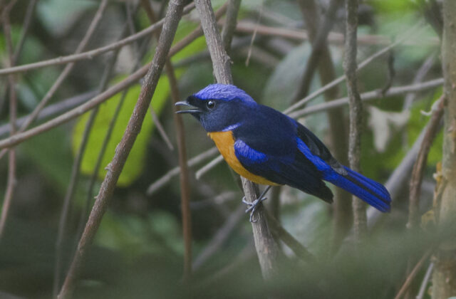 Rufous-bellied Niltava