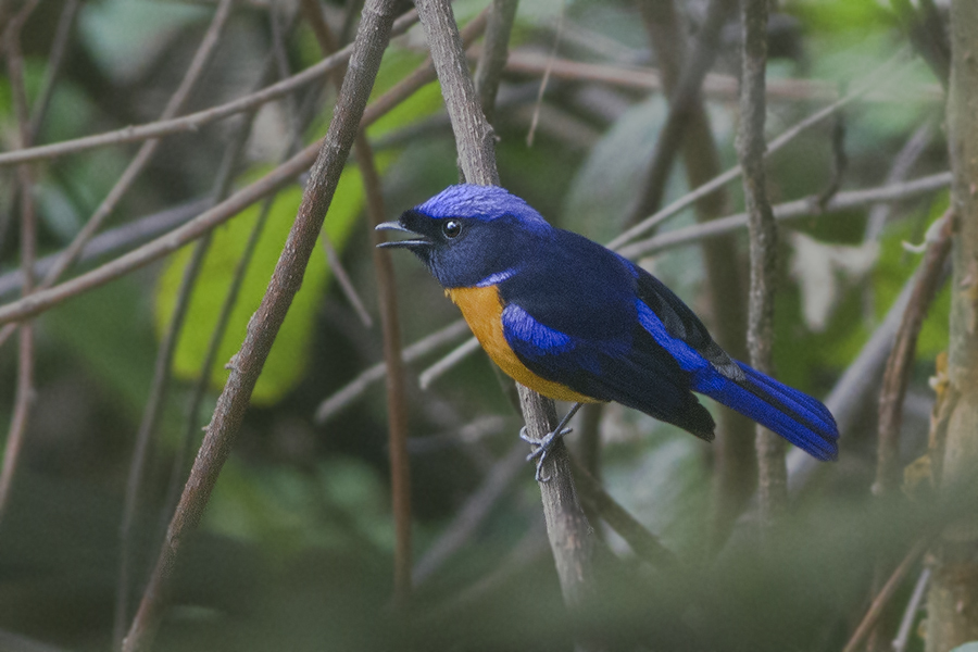 Rufous-bellied Niltava