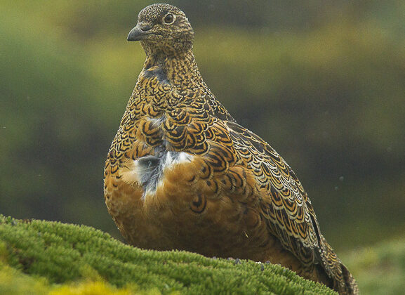 Rufous-bellied Seedsnipe