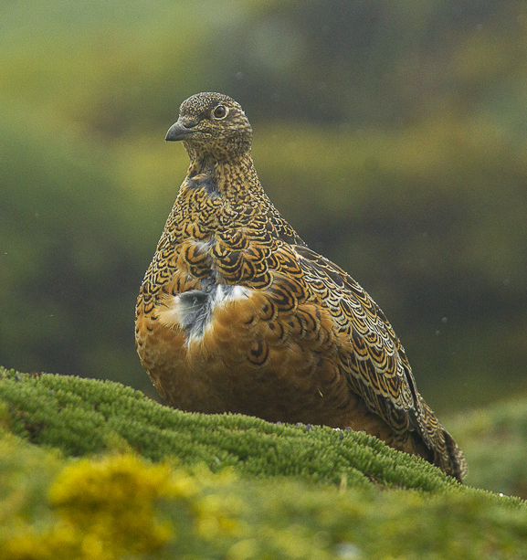 Rufous-bellied Seedsnipe