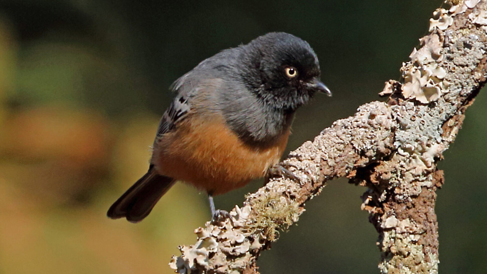 Rufous-bellied Tit