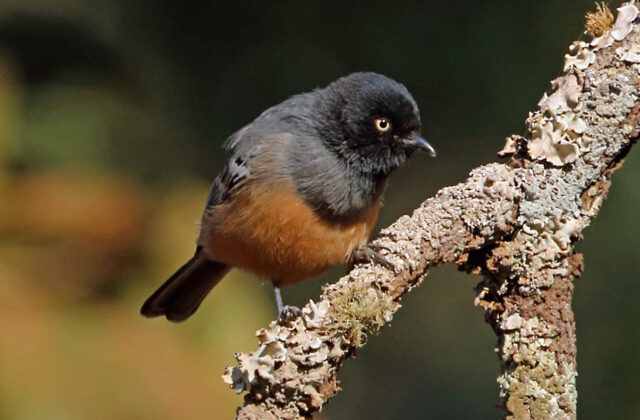 Rufous-bellied Tit