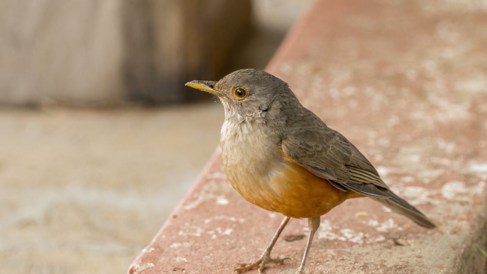 Rufous-bellied Thrush
